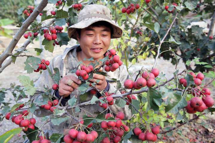 安徽濉溪：90后小伙回國創業 帶動村民脫貧致富