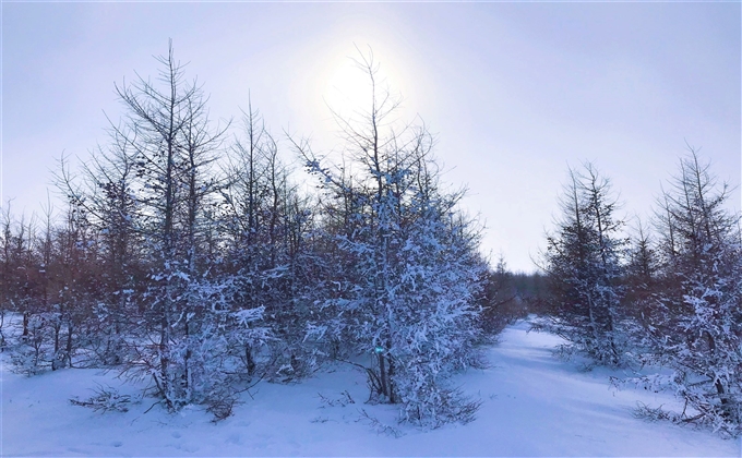 冬日沐雪