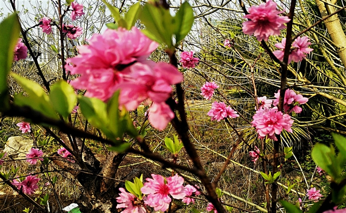 又是一年春草綠，桃花依舊笑春風---何建民