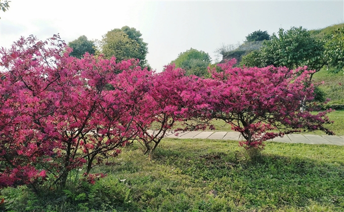 又到烏木苑，已隔數十天，滿園青草綠，碧空春陽艷---何建民