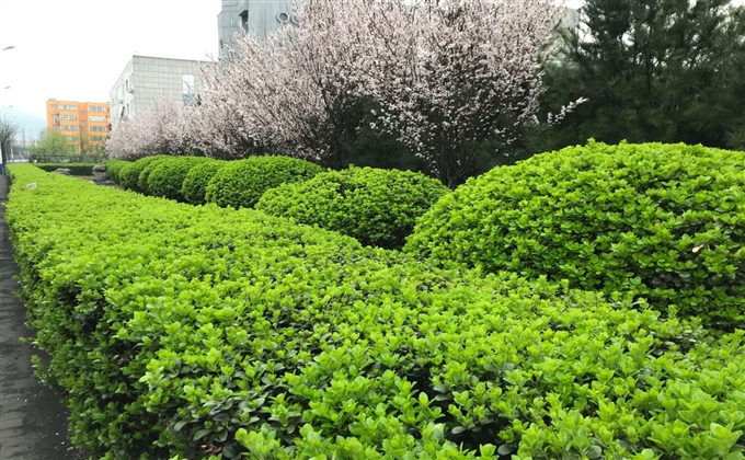 雨后
