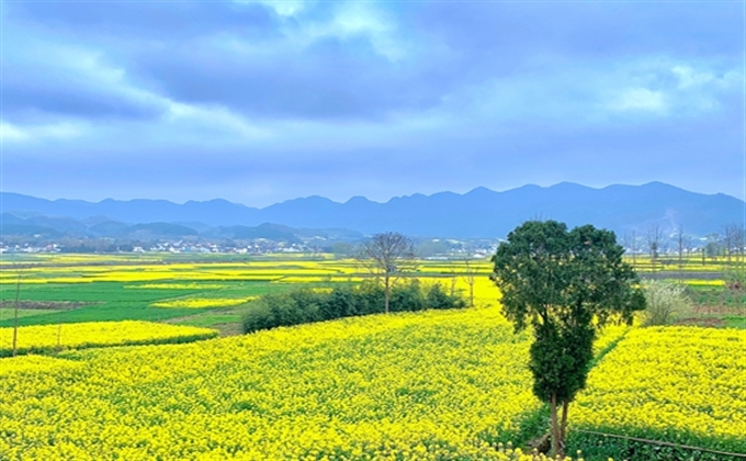 去欣賞油菜花海吧