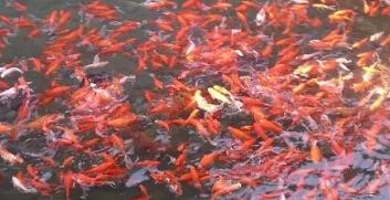 水清魚歡 陳小艷攝影作品