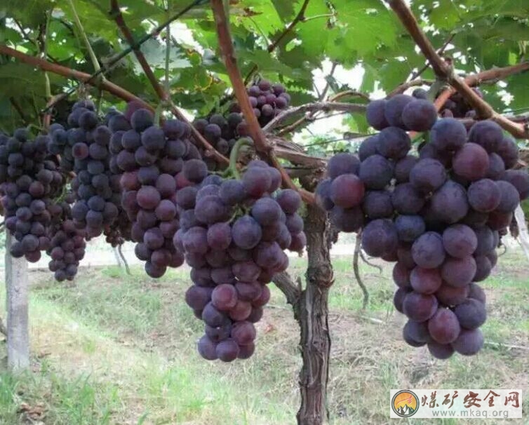 葡萄 吳鵬程攝影作品