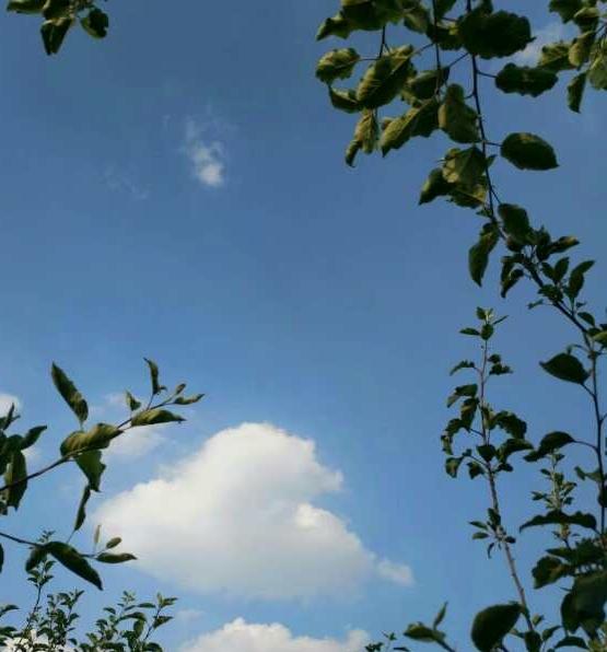 萬里晴空-武瑜-董家河社區