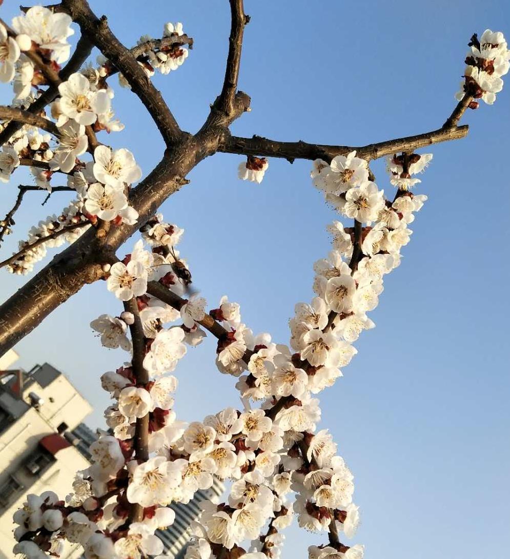 蜜蜂鬧春