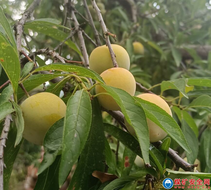專訪|果樹產業興旺發展，農民生活水平提高